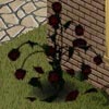 gothic dark red roses